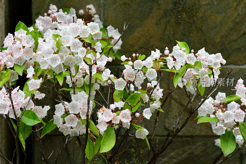 阔叶树/山桂花